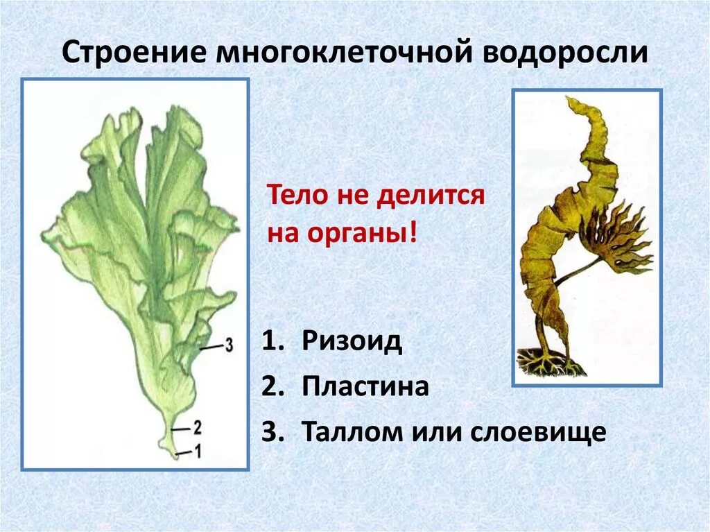 Многоклеточные слоевищные водоросли. Слоевище многоклеточные зеленые водоросли. Многоклеточные водоросли 5 класс биология. Строение водоросли ламинарии.