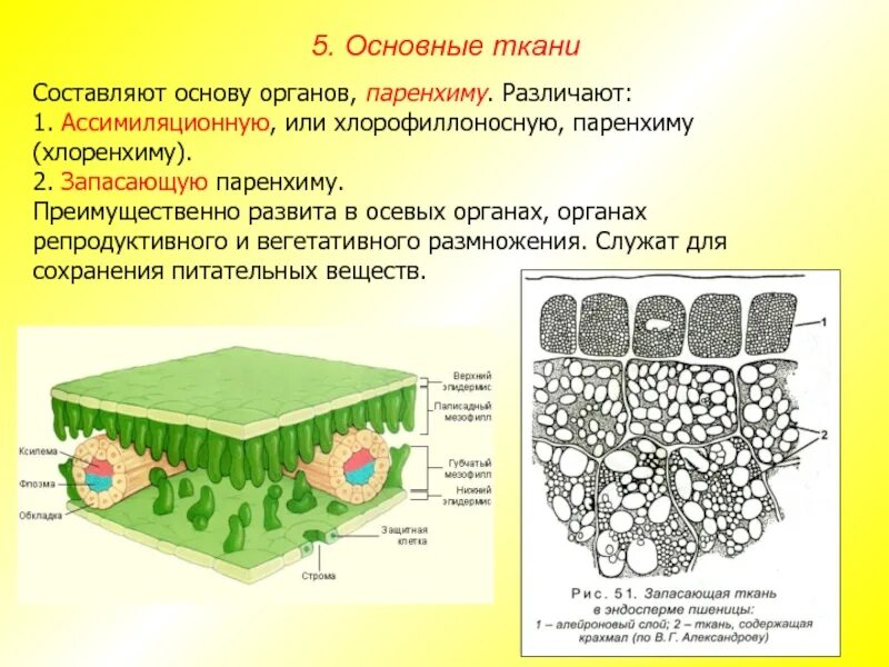 Паренхима функции