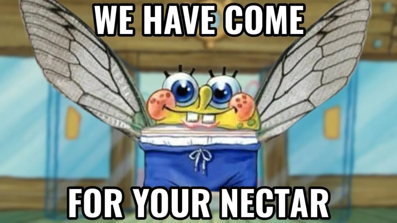 We have just. We have come for your nectar. we have come for your nectar meme. we have come for your nectar spongebob. we have come for your nectar spongebob 360.