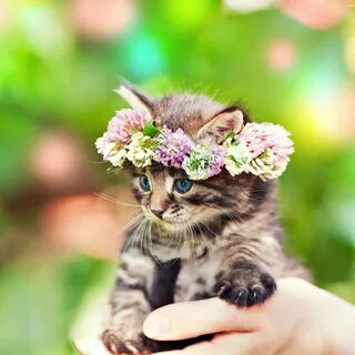 Позитивные котики картинки