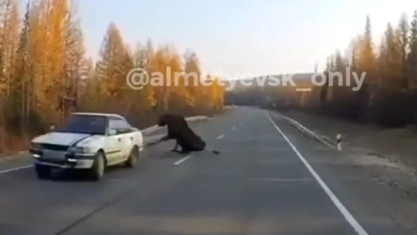 Лось выбежал на опушку заросшую кустарником. Авария на автодороге чернушка ломь. лось вечером на дороге. аварии с лосями в 2025 году.
