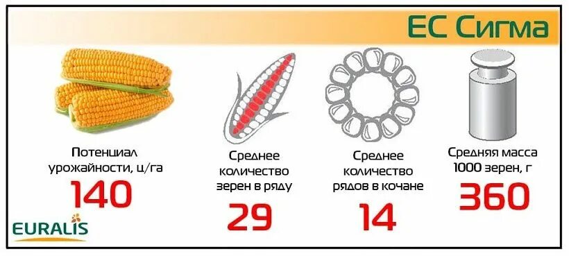 Кукуруза сколько семян. Кукуруза описание. Кукуруза сколько семян. Масса 1000 зерен кукурузы. Семена кукурузы для посадки.