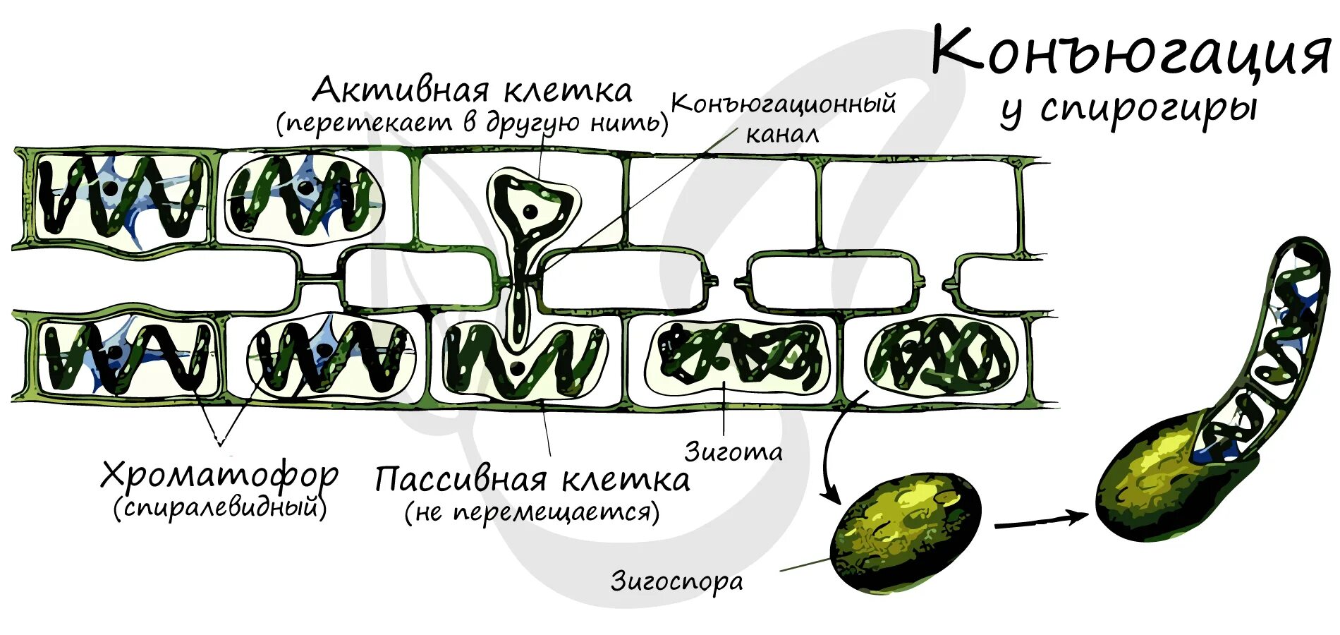 Спирогира развитие. Размножение спирогиры схема. Конъюгация водоросли спирогиры. Половое размножение спирогиры. Вегетативное размножение спирогиры.