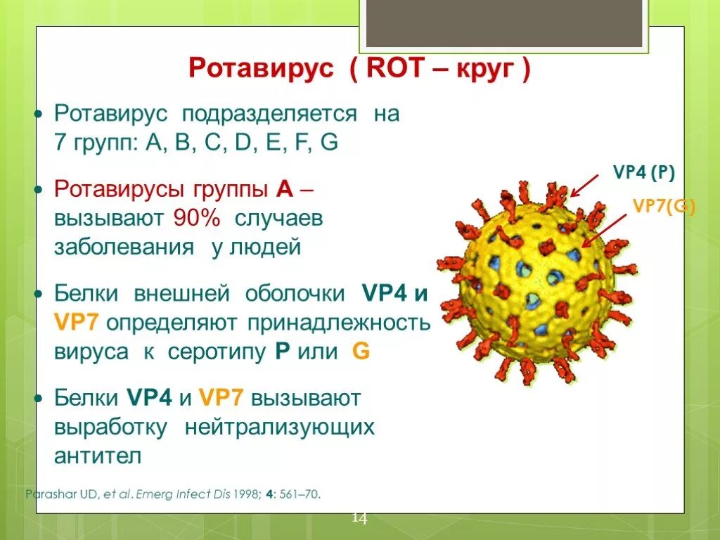 Ротовире