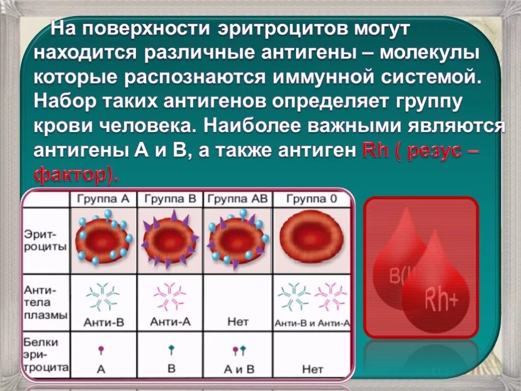 Группа крови волосами. Антигены 1 группы крови. Группы крови эритроциты. Группы крови антигены эритроцитов. Антиген эритроцитов первой группы крови:.