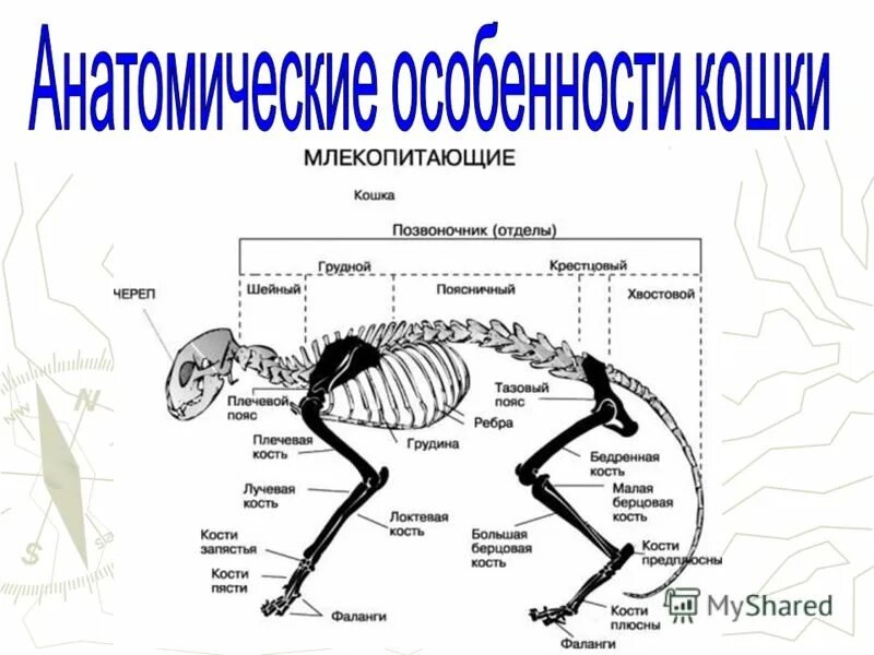 Число отделов позвоночника млекопитающих