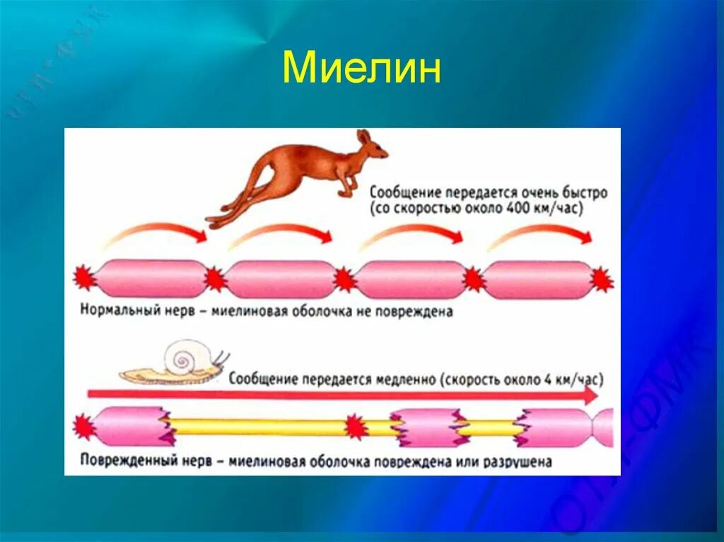 Миелиновая оболочка функции