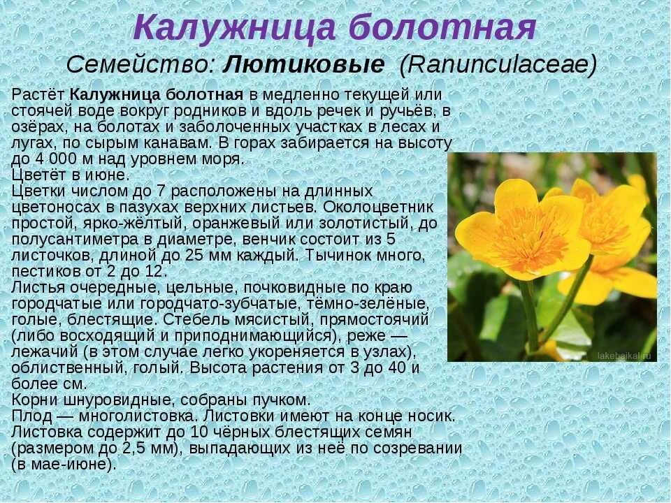 Лютик калужница. Калужница Болотная цветок. Калужница Болотная листья. Семейство Лютиковые калужница Болотная.