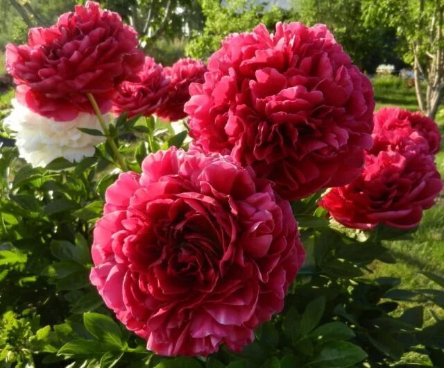Пион фейтфул фото и описание. Пион фейтфул дрим. paeonia faithful dream пион фейтфул дрим. пион дунстан дрим. пион линда кэтлин джек.