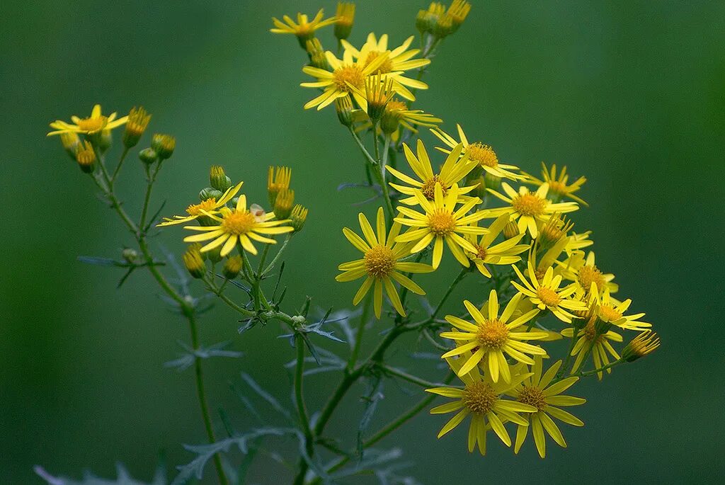 Крестовник плосколистный. Трава крестовник обыкновенный. Крестовник (Senecio).