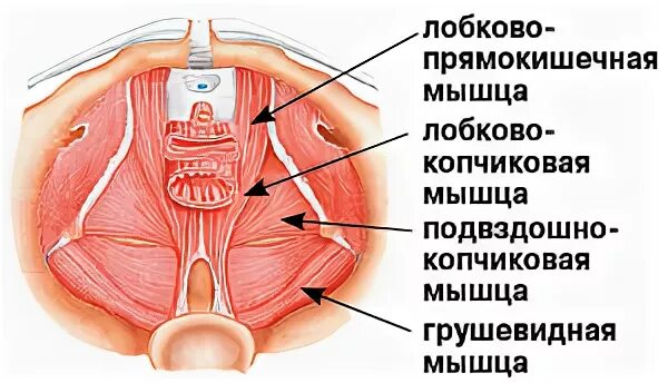 Упражнения для лонно копчиковой мышцы. Паховый канал и подвздошно паховый нерв. Лобковые мышцы. Копчиковая мышца. Мышцы тазового дна анатомия схема.