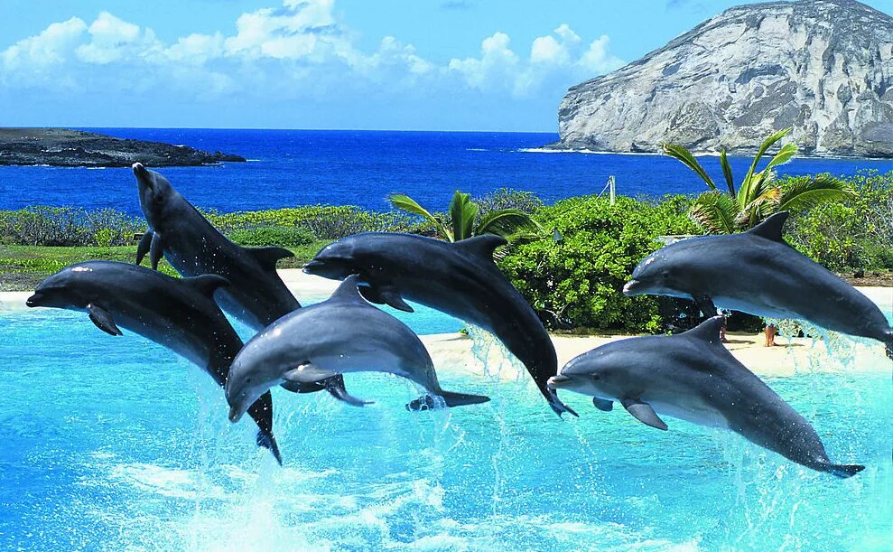 Дельфинарий Бодрум. Дельфины в море. Фото дельфина. Красивый Дельфин. Живая природа дельфины
