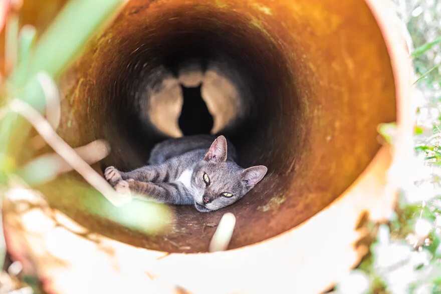 Кот в раю. Земля кошка. рай для котов. котик в колодце. заповедник для кошек.