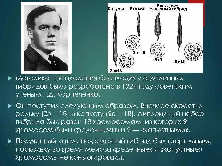 Капустно-редечный гибрид Карпеченко. Почему гибриды бесплодны