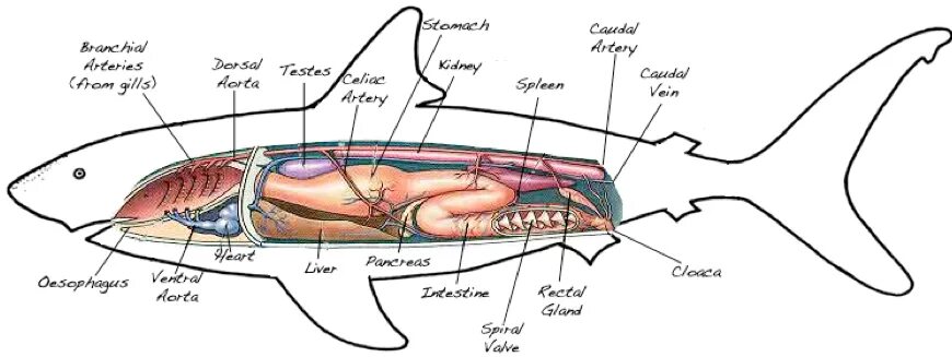 Внутреннее строение акулы. Выделительная система хрящевых рыб. Пищеварительная система хрящевых рыб. Выделительная система акулы. Строение кровеносной системы акулы.