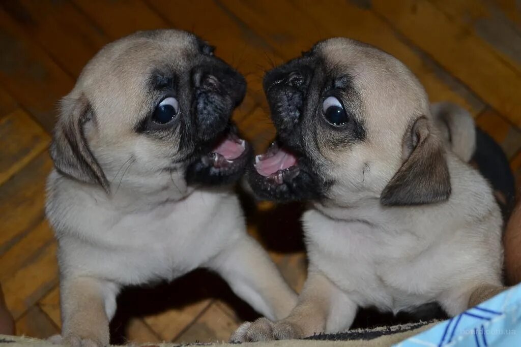 Вислоухий мопс. Карликовый мопс. Стоит щенок мопса. Мопсики щенки. Мопсики щенки.