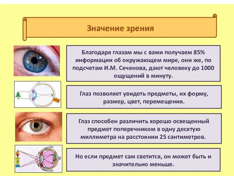 Какие особенности нашего зрения. Глаза орган зрения. значение органа зрения. орган зрения презентация. глаза для презентации.