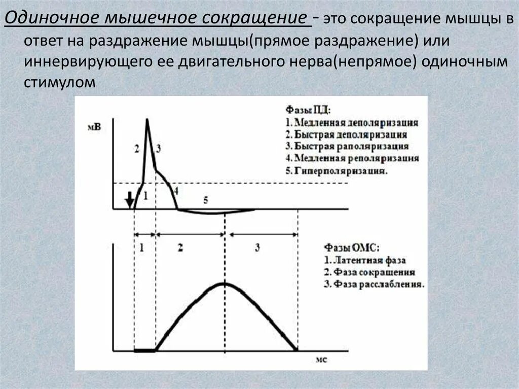 График потенциала действия скелетного мышечного волокна. Анализ графиков одиночного сокращения. Фазы потенциала действия мышечного волокна. Миограмма одиночного сокращения мышцы. Максимальная величина раздражителя