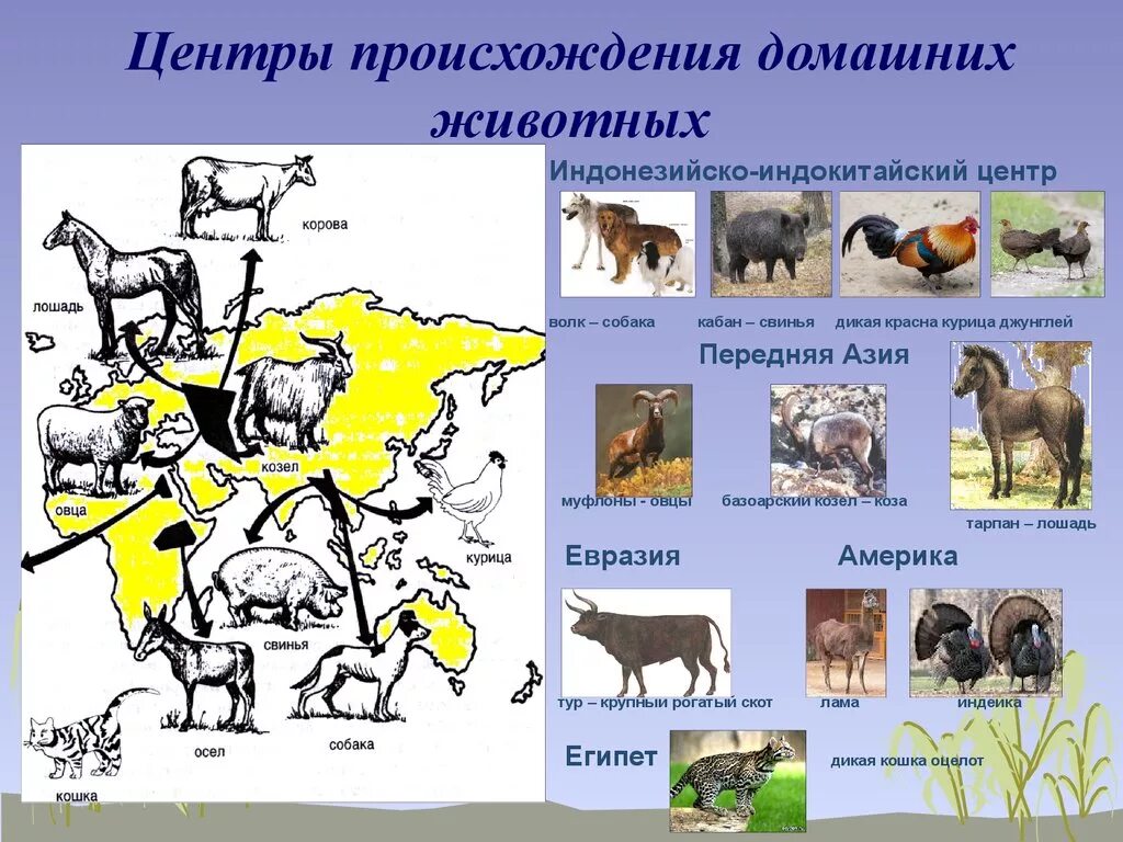 Назовите известных вам животных. Основные центры одомашнивания животных. Центры происхождения домашних животных. Центры одомашнивания диких животных. Центров происхождения видов животных.
