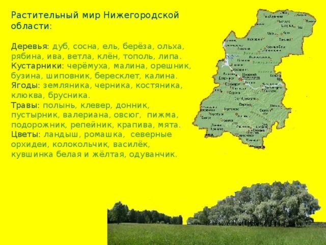 3 края нижегородской области. Растителный мир Нижегородской области". Растительный мир Нижегородской области. Растительный мир Нижегородского края. Растительность Нижегородской области кратко.