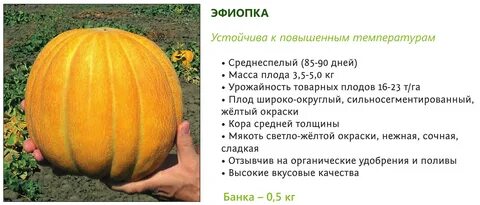 Эфиопка дыня отзывы описание сорта