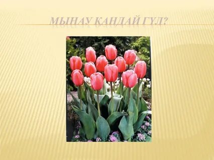 Ранеткидің эротикалық фотосуреттері