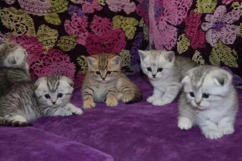 Вислоухие котята 2 недели