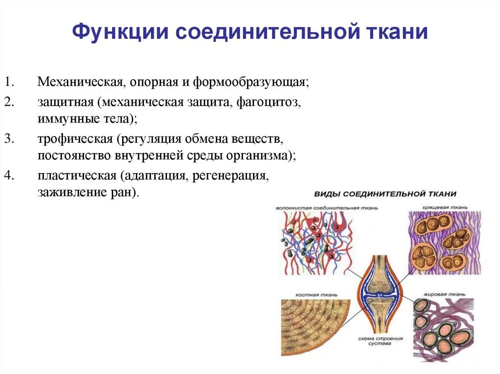 Ткань выполняющая опорную функцию организма. Функции соединительной ткани. Виды тканей соединительной ткани классификации строения функции. Соединительная ткань функции ткани. Защитная функция соединительной ткани.