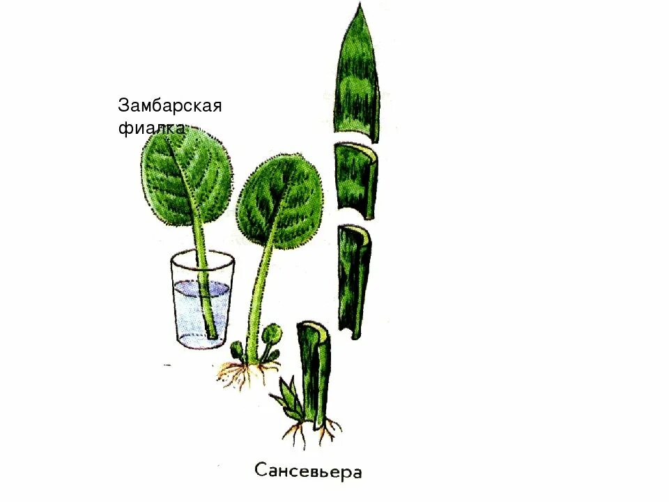 Размножение растений с помощью листьев. Сансевьера размножение листовыми черенками. вегетативное размножение листовыми черенками. вегетативное размножение узамбарская фиалка. листовые черенки сансевиерии.