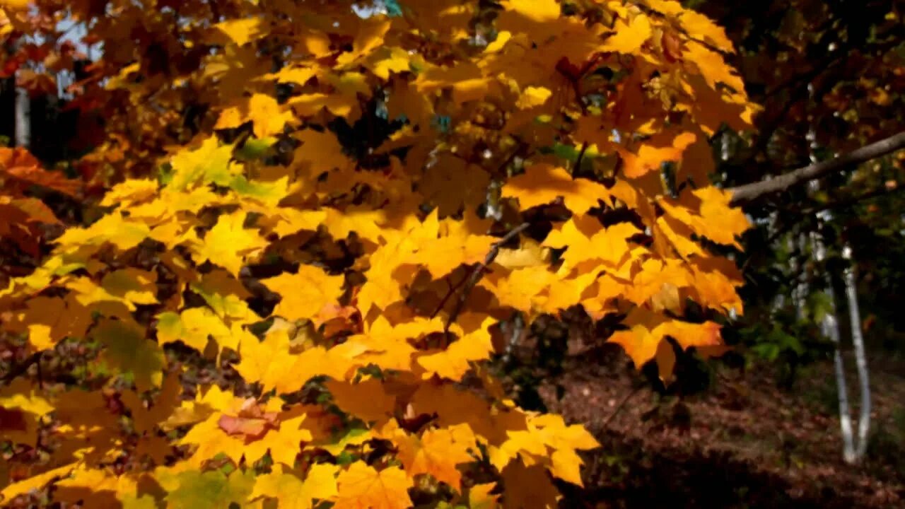 Листья жёлтые над городом кружатся. Охристо-жёлтые листья. Листья желтые кружатся оригинал