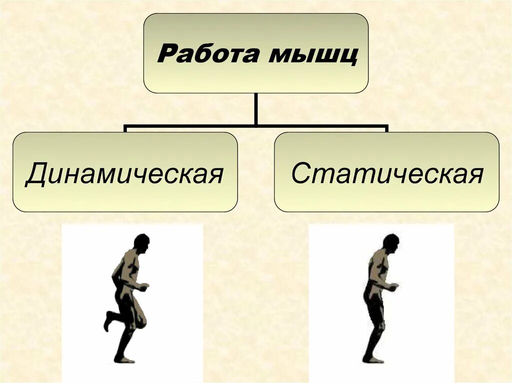 Динамическая и статическая работа. Статические и динамические мышцы. динамическая работа мышц. виды статической работы мышц. динамической работе мышц человека.