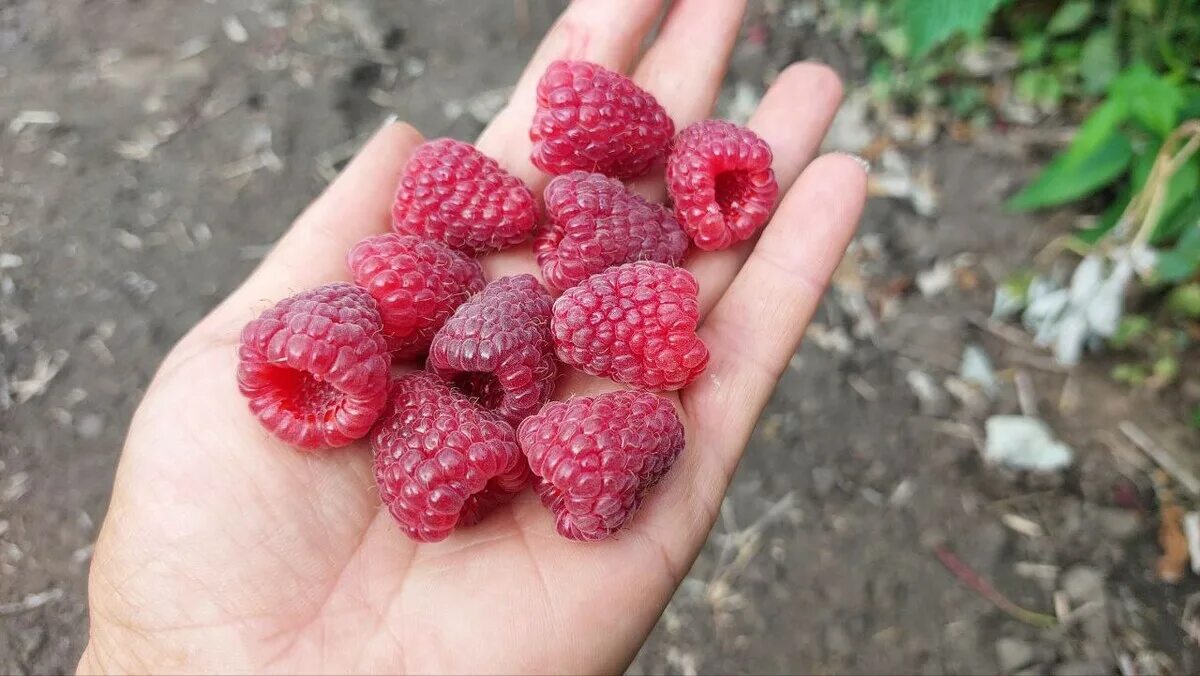 Ремонтантная малина примара. Малина ремонтантная сорт мапема. Малина мапема. Малина и ежевика. Малина имара.