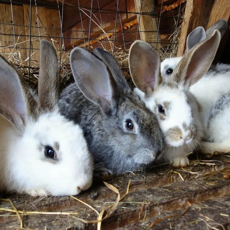 Купить кроликов ростов. Кролики породы бельгийский великан. Кролик Фландр. Кролики великаны породы бабочка. Кролик породы рекс.