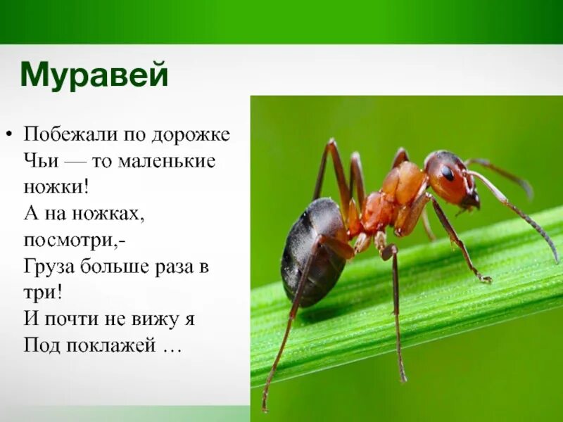 Текст муравей. Побежали по дорожке маленькие ножки. Слово муравей. Муравей с поклажей. Текст муравей 2 класс