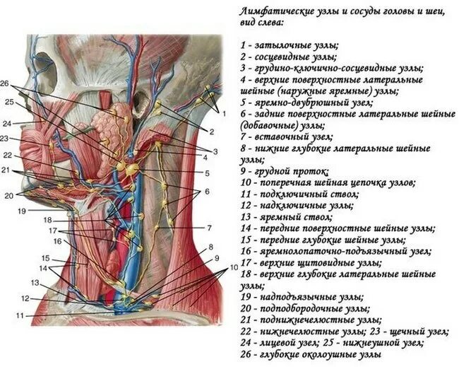 Вены и артерии шеи анатомия. Лимфатическая система головы и шеи схема. Затылочные лимфатические узлы схема. Поясничные лимфоузлы