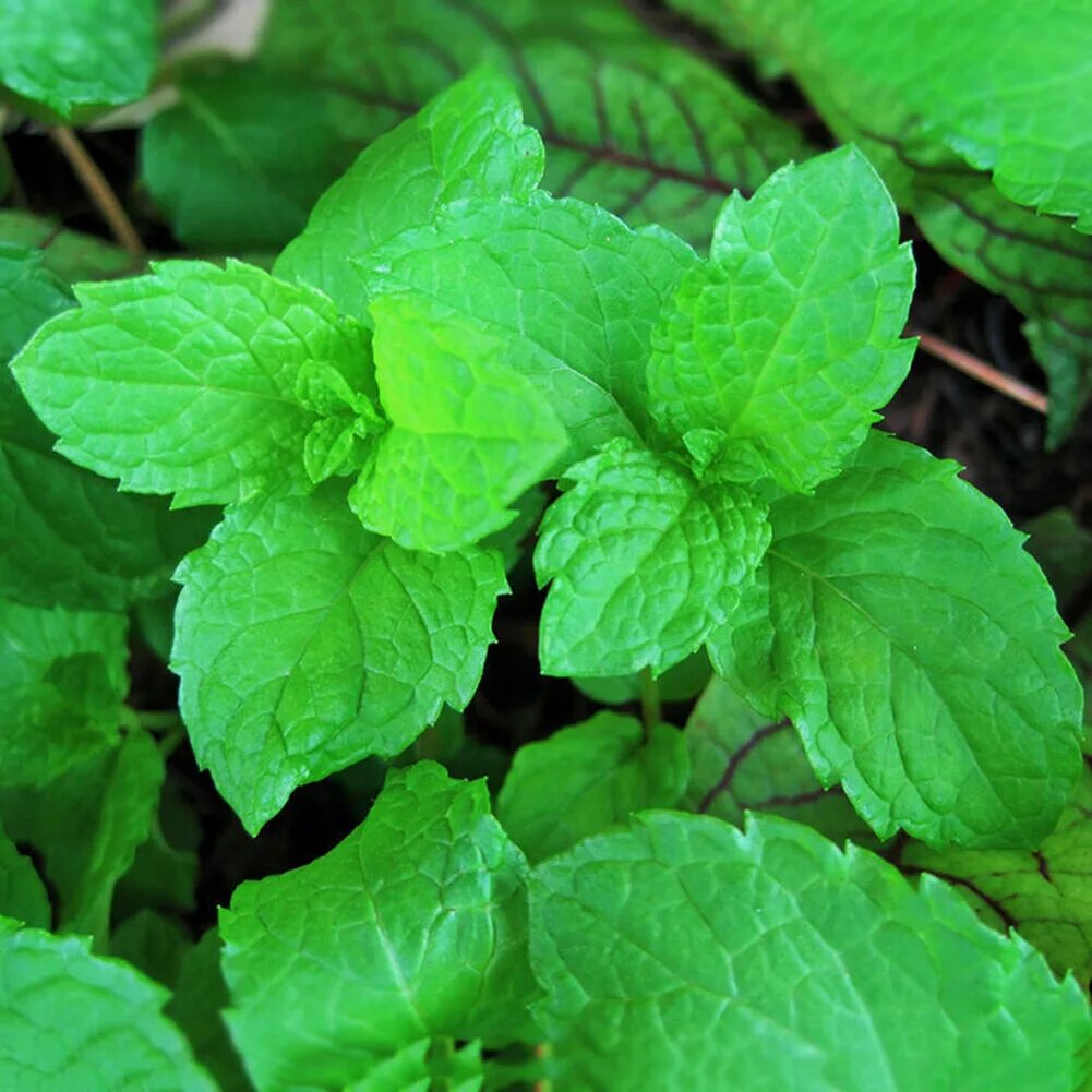 Трава пахнущая мятой. Мята Orangenminze. Мята перечная (Mentha piperita). Мята круглолистная. Мята Гарден минт.