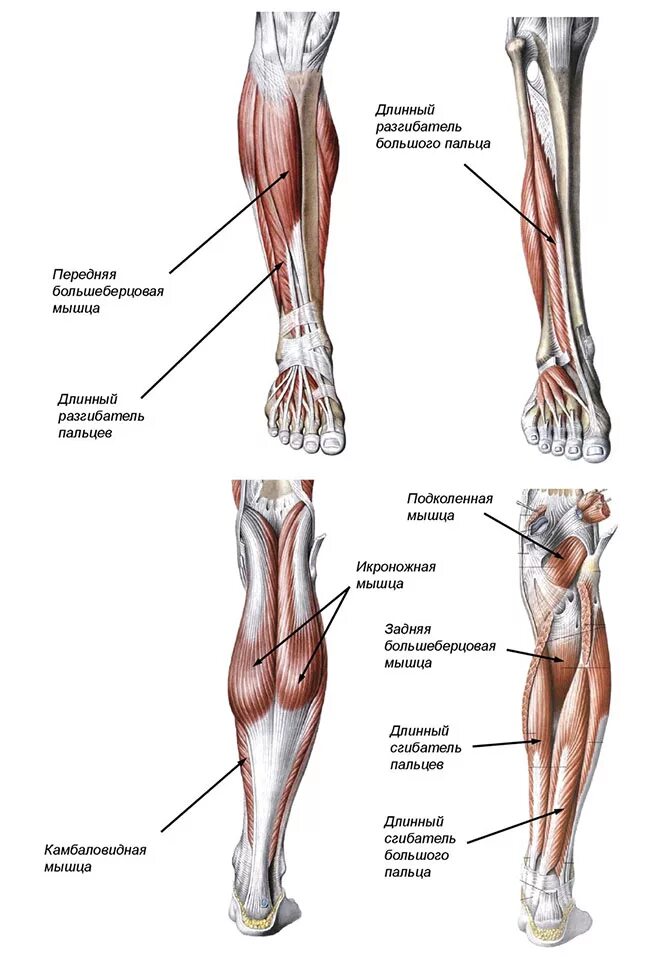 Мышцы голени передняя группа. Мышцы голени анатомия задняя. Анатомия мышц голени передняя группа. Задняя группа мышц голени анатомия. Место ниже бедра