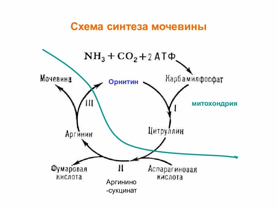 Синтез мочи. Схема орнитинового цикла синтеза мочевины. Синтез мочевины: схема реакций. Схема образования мочевины. Синтез мочевины биохимия реакции.