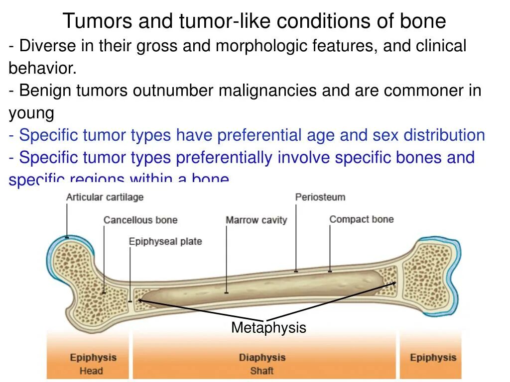 Bone meaning