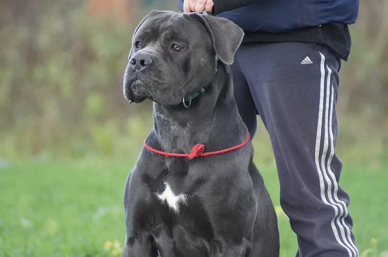 созвездие адомаса питомник кане корсо. питомник кане корсо. кане корсо питомник. кане корсо и девушка. кане корсо питомник.