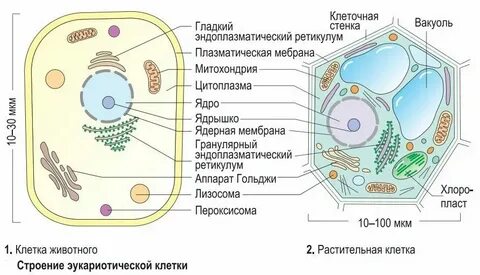 Клетки эукариотических организмов это