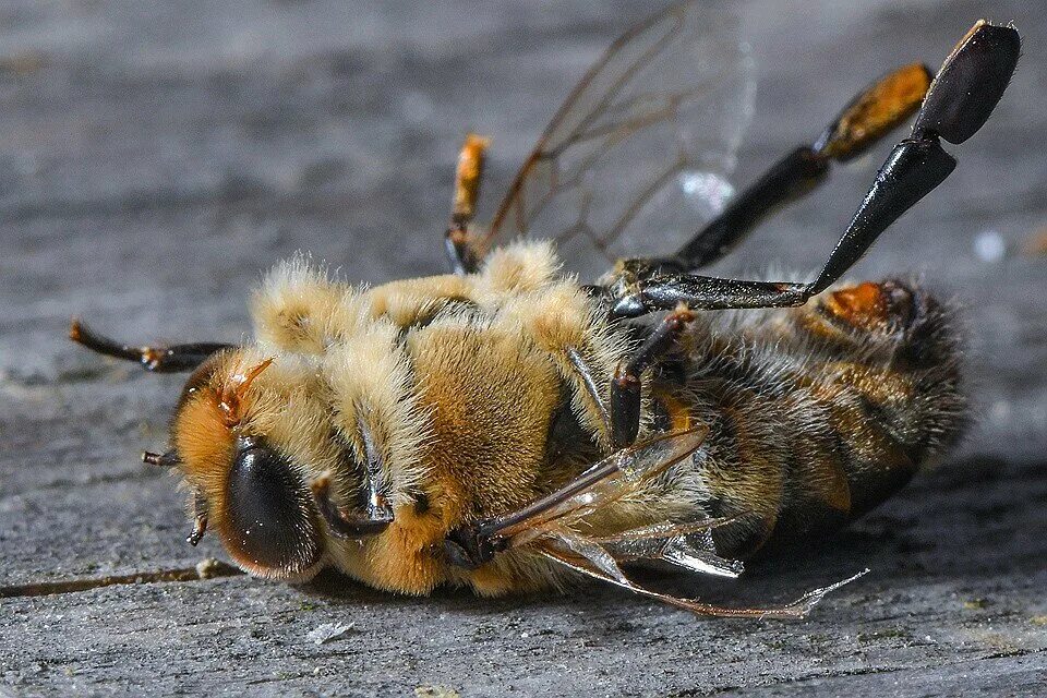Пчелы гибнут. Шмель трутень. Пчела. Дохлая пчела. Гибель пчел.