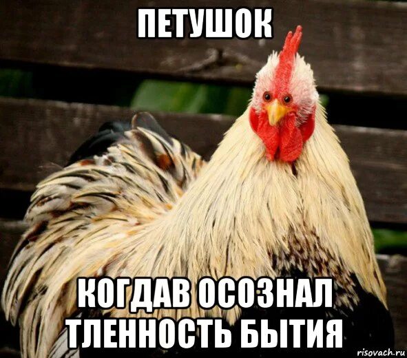 Тлен бытия. Тщетно бытие юмор. Шутки про тлен. Бренность бытия. Тленность бытия.