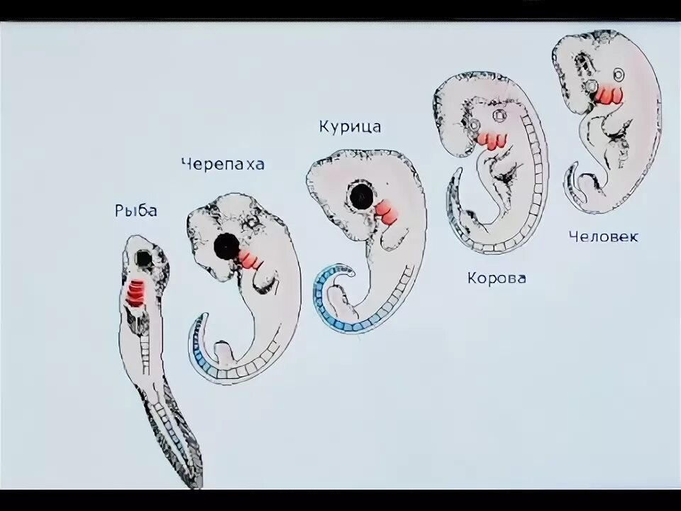 Наличие хвоста у зародыша человека на ранней. Эмбриогенез животных. Человеческий зародыш с хвостом.