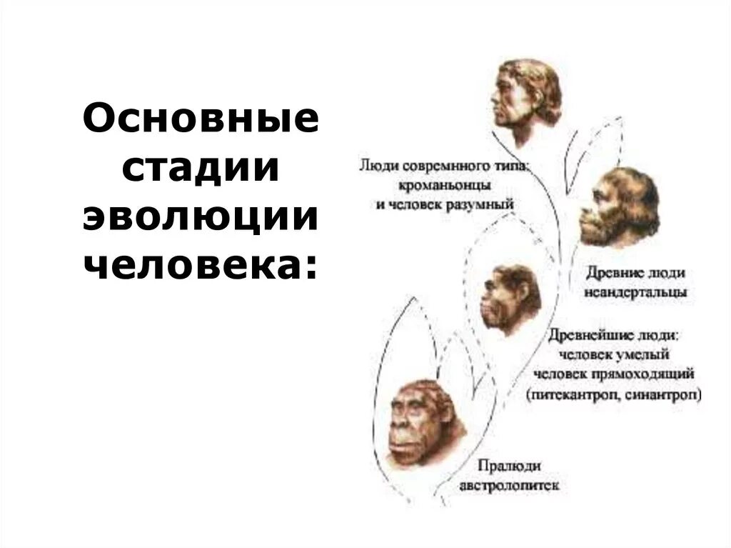 Первичная стадия развития. Ранние этапы эволюции человека таблица. Основные этапы эволюциичелвека. Основные этапы эволюции человека. Основные стадии развития человека.