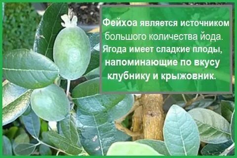Фрукт фейхоа чем полезен и как употреблять