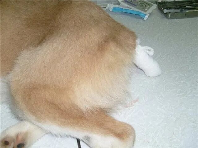 Купированный хвост у собаки. Хвост купирован зачем. Купирование хвоста у собак. Хвост купирован зачем. Хвост купирован зачем.