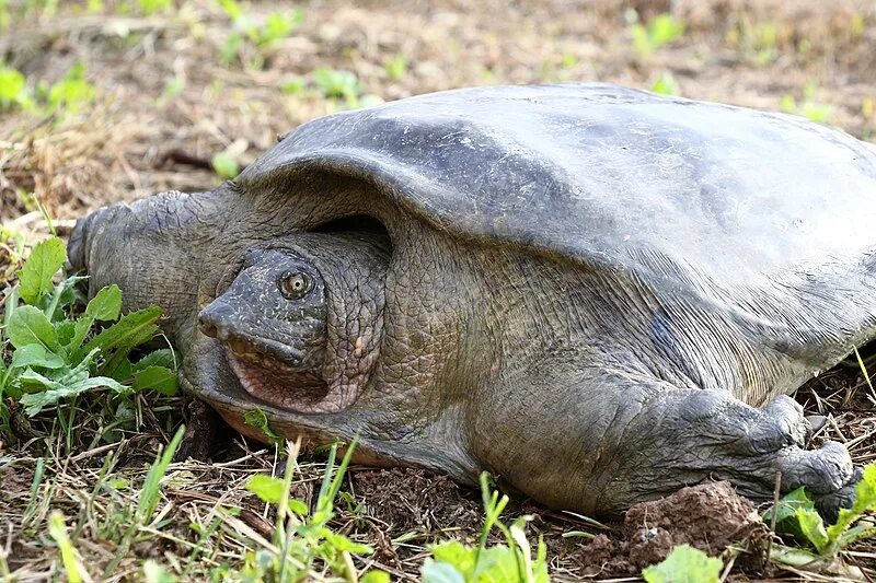 Рафетус свайно черепаха. Rafetus euphraticus. Rafetus swinhoei. Мягкотелая черепаха Рафетус свайно. Черепахи быстро бегают