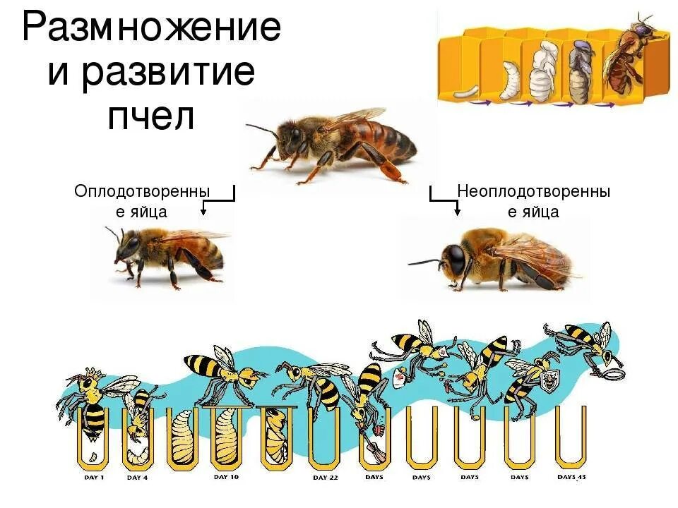 Развитие медоносной пчелы схема. Жизненный цикл пчелы медоносной. Стадии развития личинки пчелы. Пчела медоносная размножение.