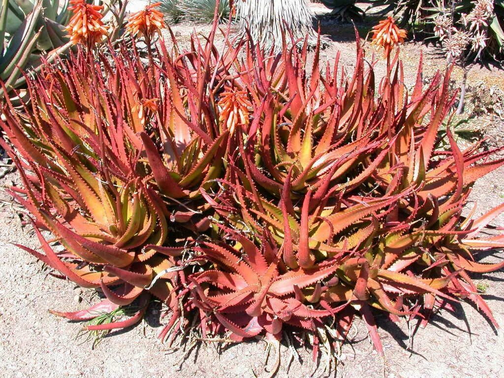Алоэ краснеет. Aloe cameronii. Aloe Red Shade. Алоэ ред шиит. Алоэ Рэд Витро.